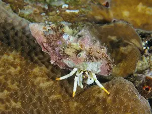 Cnidaria Prints: A hermit crab in pink and brown shell
