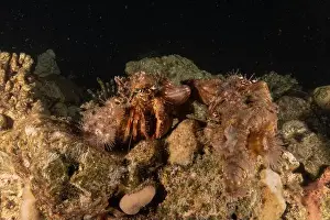 Hermit Prints: Hermit Crab in the Red Sea Colorful and beautiful, Eilat Israel