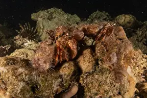 Hermit Crab in the Red Sea Colorful and beautiful, Eilat Israel