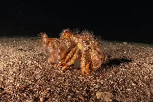 Hermit Prints: Hermit Crab in the Red Sea Colorful and beautiful, Eilat Israel