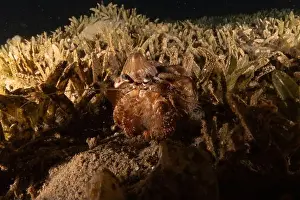 Hermit Prints: Hermit Crab in the Red Sea Colorful and beautiful, Eilat Israel