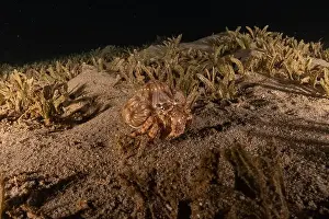 Hermit Prints: Hermit Crab in the Red Sea Colorful and beautiful, Eilat Israel