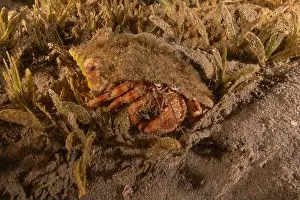 Hermit Prints: Hermit Crab in the Red Sea Colorful and beautiful, Eilat Israel