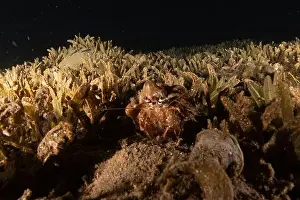 Hermit Prints: Hermit Crab in the Red Sea Colorful and beautiful, Eilat Israel