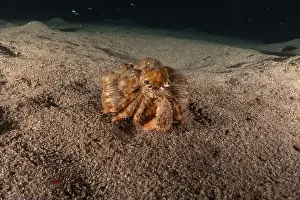 Hermit Prints: Hermit Crab in the Red Sea Colorful and beautiful, Eilat Israel