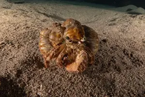Hermit Prints: Hermit Crab in the Red Sea Colorful and beautiful, Eilat Israel