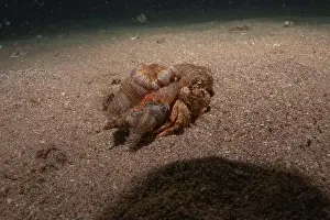 Hermit Prints: Hermit Crab in the Red Sea Colorful and beautiful, Eilat Israel