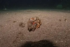 Hermit Prints: Hermit Crab in the Red Sea Colorful and beautiful, Eilat Israel