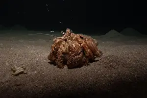 Hermit Prints: Hermit Crab in the Red Sea Colorful and beautiful, Eilat Israel