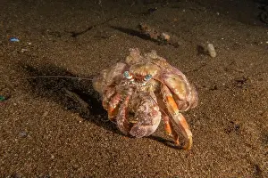 Hermit Prints: Hermit Crab in the Sea of the Philippines