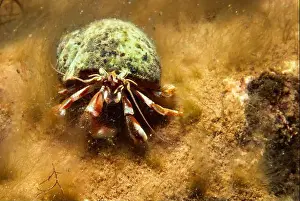 Sea Animal Prints: Hermit crab underwater in the St-Lawrence River