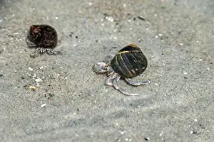 Crustaceans Prints: Hermit crabs in the Atlantic Ocean