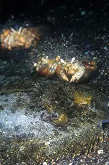 Flounder Prints: Hermit Crabs, Dardanus sp, scavenging on dead Leopard flounder
