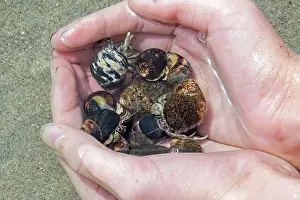 Hermit crabs in hand