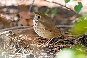 Camouflaged Prints: Hermit Thrush (Catharus guttatus) - Brevard, North Carolina, USA