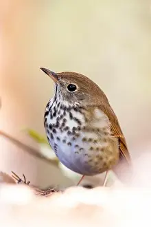 Camouflaged Prints: Hermit Thrush (Catharus guttatus) - Brevard, North Carolina, USA