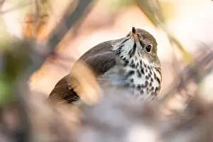 Camouflaged Prints: Hermit Thrush (Catharus guttatus) - Brevard, North Carolina, USA