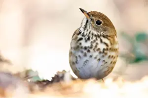Camouflaged Prints: Hermit Thrush (Catharus guttatus) - Brevard, North Carolina, USA