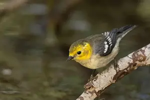 Warblers Prints: Hermit Warbler (Setophaga occidentalis) El Dorado County California USA