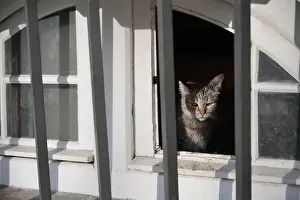 Petersburg Prints: The Hermitage cat sits in the basement window of the State Hermitage