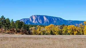 Pine Tree Prints: Hermit's Peak