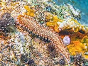 Boneiru Prints: Hermodice carunculata, the bearded fireworm