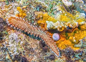 Boneiru Prints: Hermodice carunculata, the bearded fireworm
