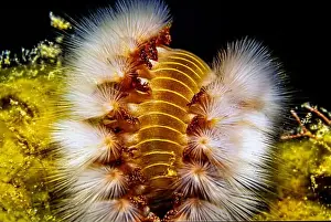 Sponges Prints: Hermodice carunculata, the bearded fireworm