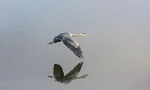 Everglades Prints: Heron