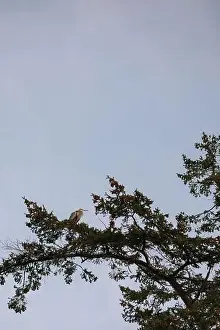 Patience Prints: Heron perched on a tree branch against a clear sky