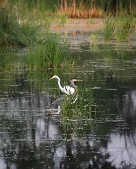 Kingston Prints: Heron and white egret in a marshy wetland on summer day