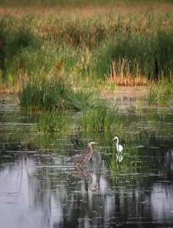 Kingston Prints: Heron and white egret in a marshy wetland on summer day