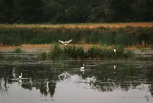 Kingston Prints: Heron and white egrets in a marshy wetland on summer day