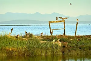 Waters Edge Prints: Herons Perch Richmond BC. Great blue herons perched at Garry Point Park in Richmond