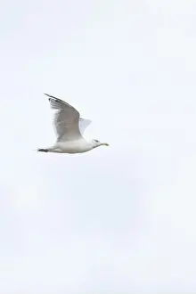 Omnivore Prints: A Herring Gull Flies along the New Jersey Coast during fall
