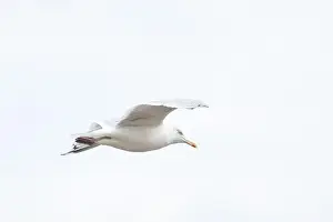 Omnivore Prints: A Herring Gull Flies along the New Jersey Coast during fall