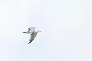 Omnivore Prints: A Herring Gull Flies along the New Jersey Coast during fall