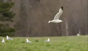 Larus Argentatus Prints: Herring Gull in flight over a rural field in spring rain in Ontario Canada