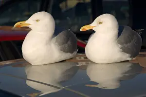 Mating Prints: Two herring gull, seabirds on Car roof at Whitby harbour, North Yorkshire uk