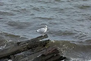 Omnivore Prints: A Herring Gull Stands on driftwood along the coast in New Jersey