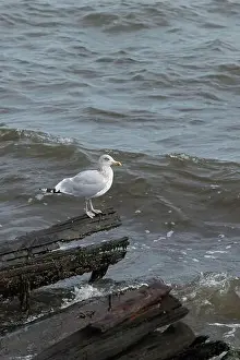 Omnivore Prints: A Herring Gull Stands on driftwood along the coast in New Jersey