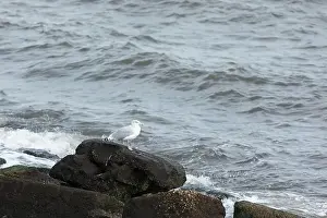 Omnivore Prints: A Herring Gull stands on a rock along the bay in New Jersey