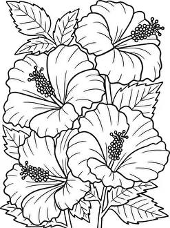 Hibiscus Flower Coloring Page for Adults