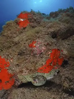 The Canaries Prints: A hidden octopus, Common Octopus (Octopus vulgaris)