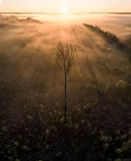 High angle aerial view of lonely tree against golden fog and sun rays