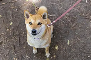 Looking At The Camera Prints: High angle portrait of a red Shiba Inu dog on a leash sitting outdoor on woodland walk