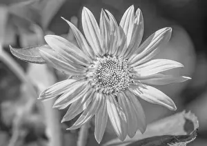 High Key Prints: high key black and white marguerite / daisy blossom in bright sunshine on natural blurred background