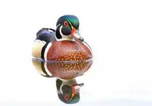High Key Prints: High-key closeup of a Wood duck male reflection swimming on Mud lake in Ottawa, Canada