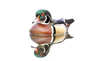 High Key Prints: High-key closeup of a Wood duck male reflection swimming on Mud lake in Ottawa, Canada