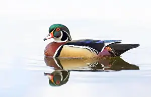 High Key Prints: High-key closeup of a Wood duck male reflection swimming on Mud lake in Ottawa, Canada